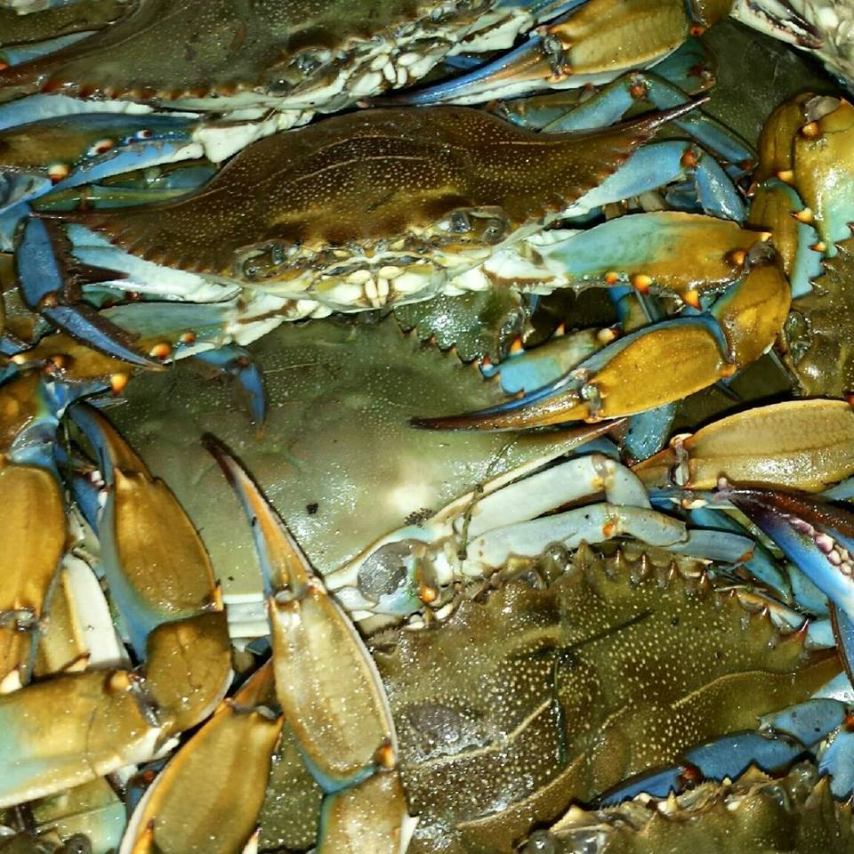 I Got Your Crabs - Outer Banks Events