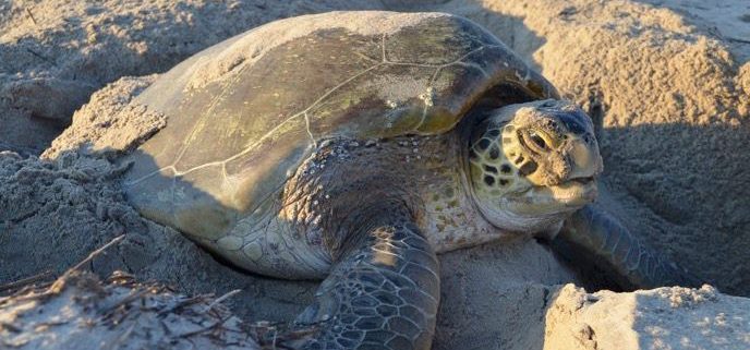 Learn About Sea Turtles With A Capoe Hatteras Ranger - Outer Banks Events Calendar