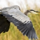 Outer Banks wildlife festival - Wings Over Water - birds - waterfowl - photographers