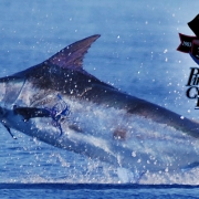 Outer Banks events - Pirate's Cove Billfish Tournament