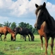 Outer Banks events - Corolla wild horses - rescue farm - Betsy Dowdy Equine Center