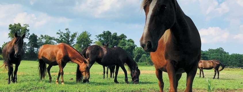 Outer Banks events - Corolla wild horses - rescue farm - Betsy Dowdy Equine Center