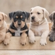 Outer Banks events - animal adoption - PetSmart